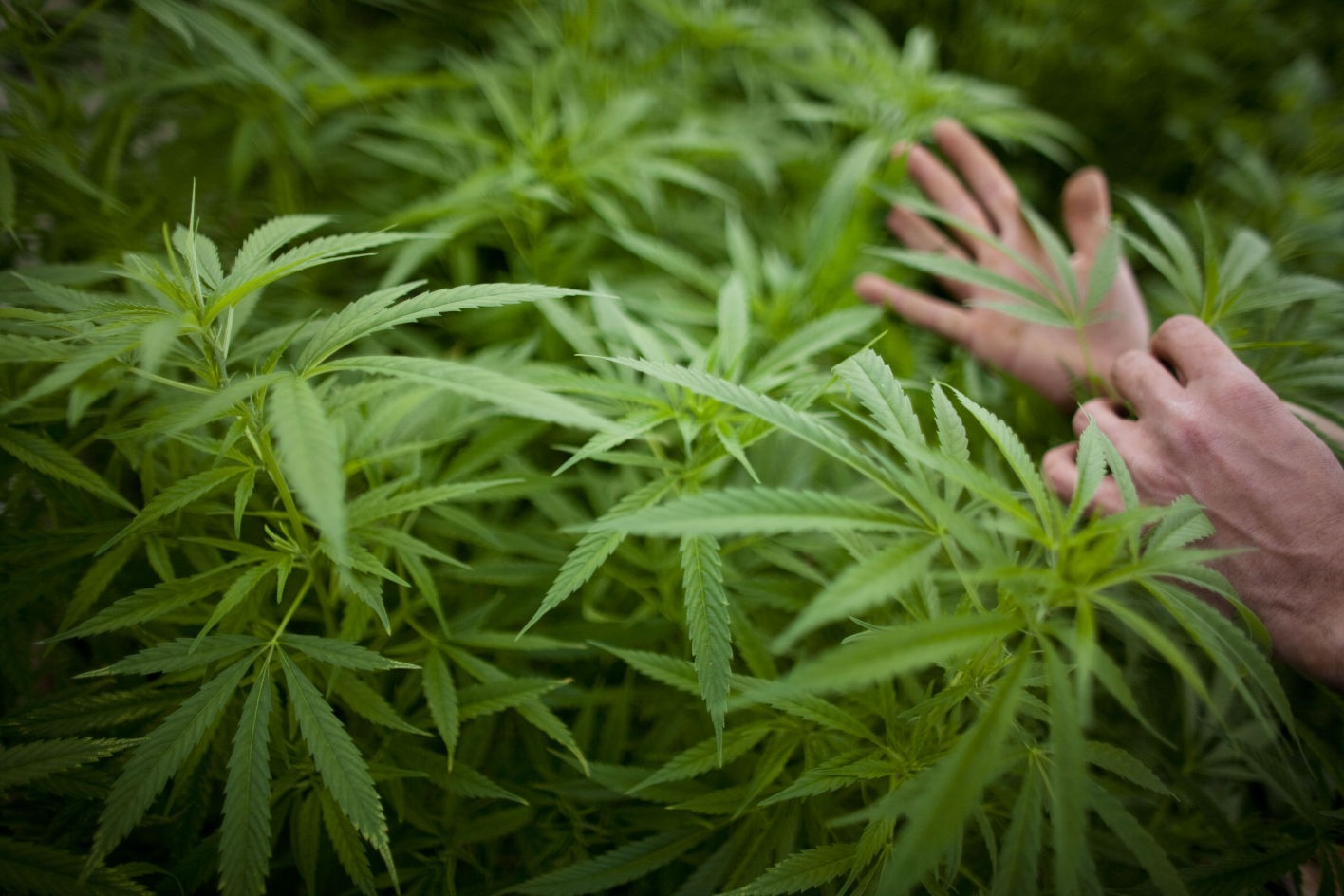 Hemp plant with human hands visible