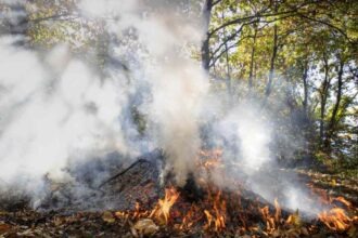 Smoke and flames rise from a wildfire in a forest.