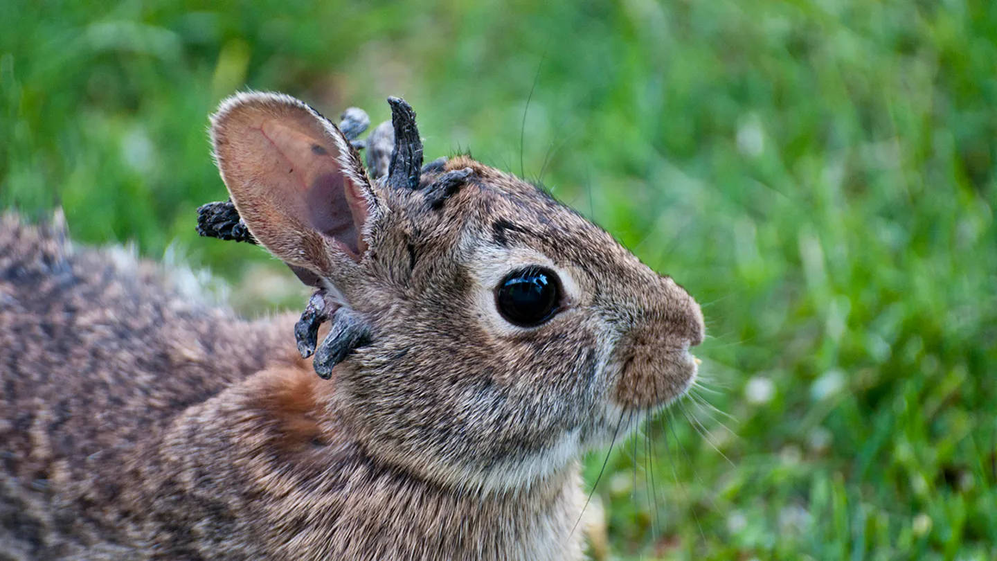 Close-up of wild rabbit with horn-like viral growths on its head.