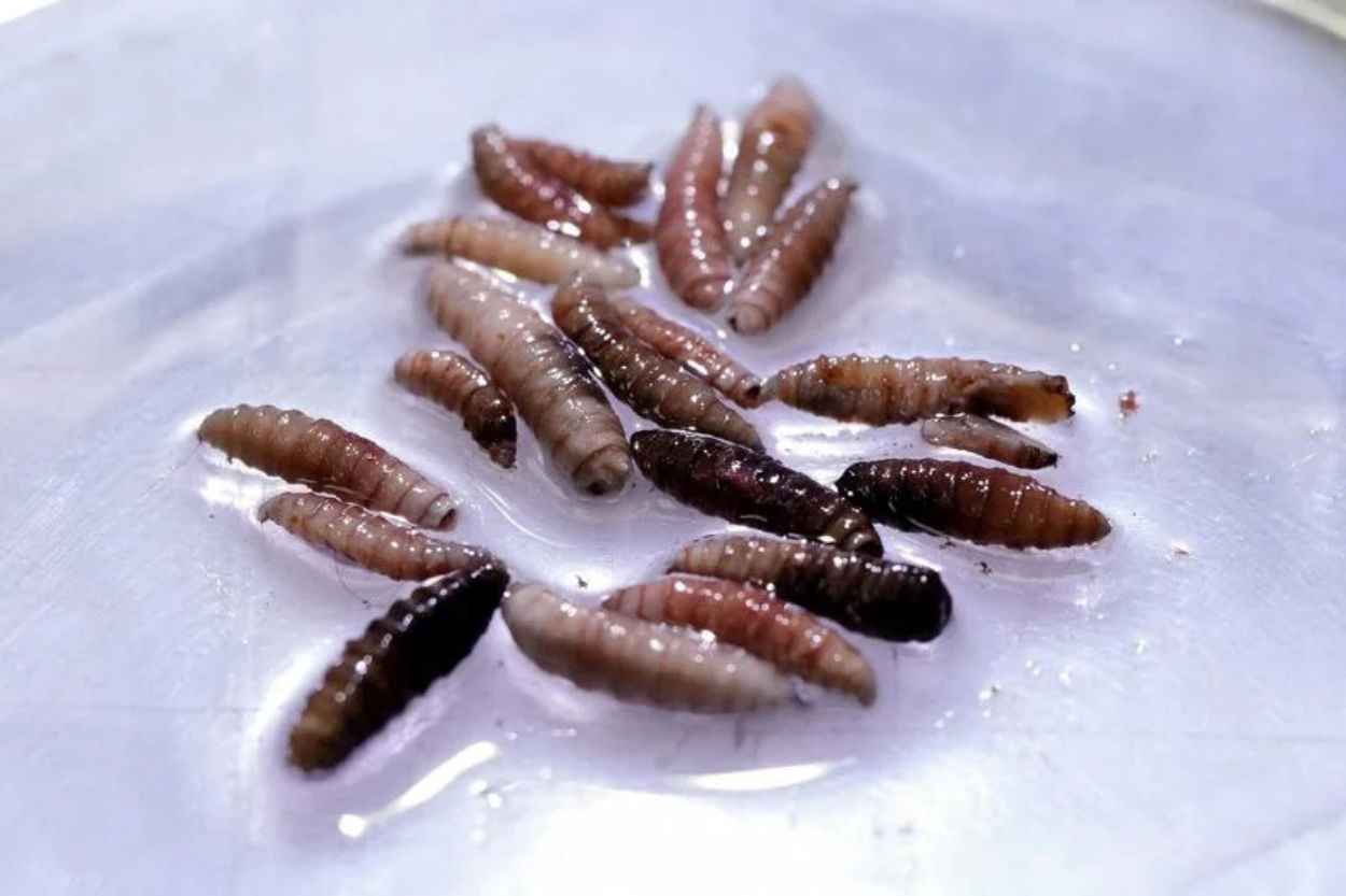 Close-up of screwworm larvae on a medical tray