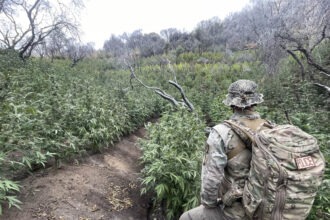 Ranger standing in front of illegal marijuana farm in Sequoia National Park.