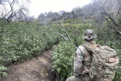 Ranger standing in front of illegal marijuana farm in Sequoia National Park.