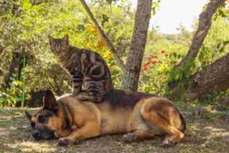 A cat sits on top of a German Shepherd outdoors.